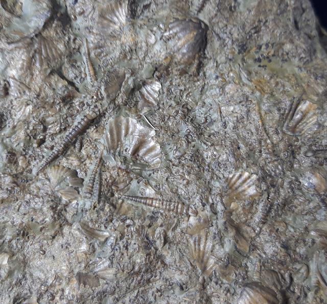 Tentaculites sp. SCHLOTHEIM 1820 - Bild © FossNet FossilienStore